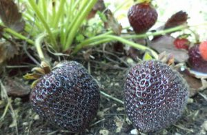 The color of strawberry is related to the metabolites and proteins in the fruit, for example Black strawberry varieties have higher polyphenols and anthocyanins and end up a very dark violet, while white strawberries lack the protein that produces red pigment during ripening. 9/