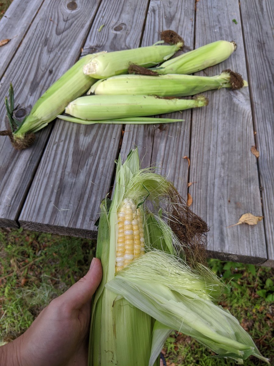 Shucking corn outside for relish.