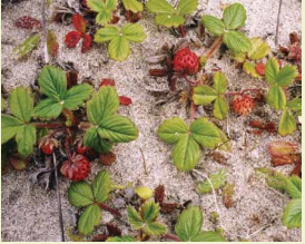 Because of their wide range you can find strawberries in all kinds of crazy places. Hawaii has their own native species called Fragaria sandwichensis and Fragaria chiloensis grows on beaches along the coastline from Alaska all the way to the southern tip of Chile 6/