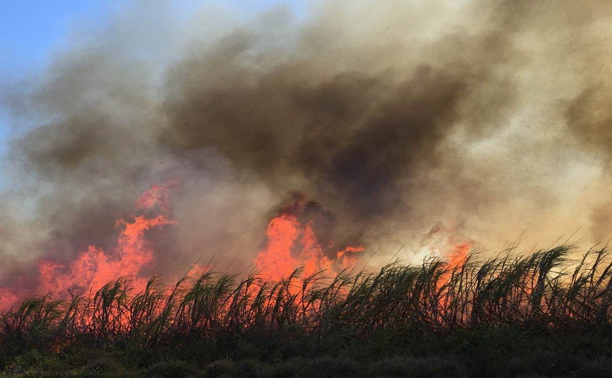 2/ The school year coincides with the annual sugarcane harvest burn. Filling the air with smoke, soot, and ash, the burn releases a type of particulate matter linked to health risks. All while kids sit in class, right next to the fields.  https://grist.org/justice/the-glades-florida-sugarcane-burn/