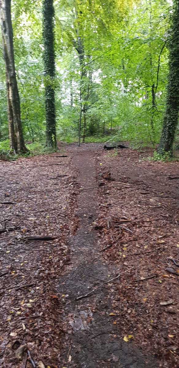 First time walking dog in  @WarleyWoods1 after the other day's deluge and you can see the effects of it all over 