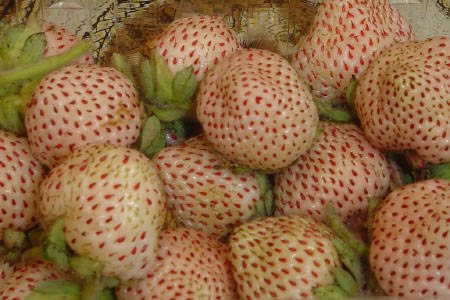 The color of strawberry is related to the metabolites and proteins in the fruit, for example Black strawberry varieties have higher polyphenols and anthocyanins and end up a very dark violet, while white strawberries lack the protein that produces red pigment during ripening. 9/