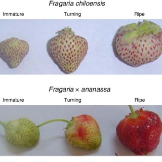 The color of strawberry is related to the metabolites and proteins in the fruit, for example Black strawberry varieties have higher polyphenols and anthocyanins and end up a very dark violet, while white strawberries lack the protein that produces red pigment during ripening. 9/