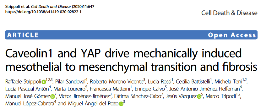Our paper showing that Caveolin1 and YAP drive EMT upon mechanical stress is out in Cell Death and Disease. 

👉Relevant for fibrosis upon peritoneal dyalisis in renal failure patients.

Congrats Raffaele Strippoli and all authors!!

It is Open Access in: rdcu.be/b6k25