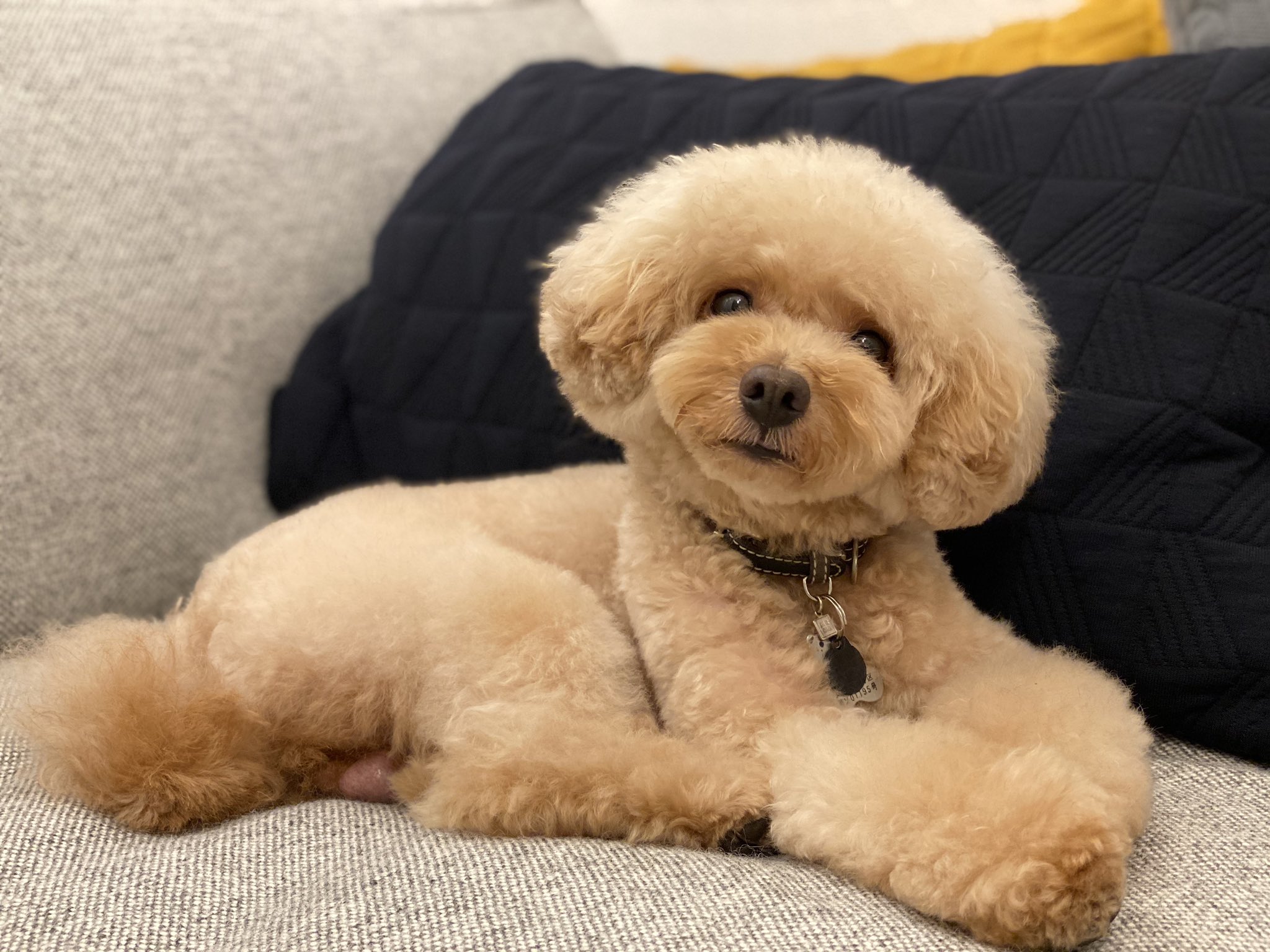 スナッフィー トリミングしてきました トイプードル タイニープードル アプリコット 犬 Dog Toypoodle T Co Mapkavxgsf Twitter