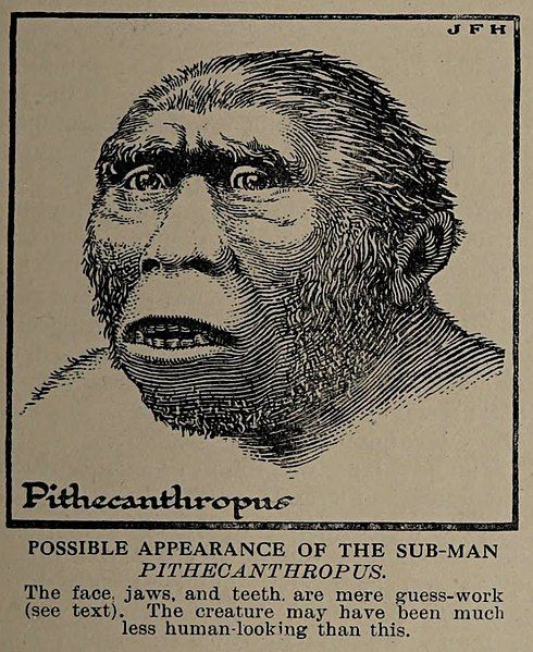 FossilHistory's tweet image. "Possible appearance of the sub-man Pithecanthropus. The creature may have been much less human-looking than this." From H. G. Wells' Outline of History, 1919. #histsci #JavaMan #fossils
