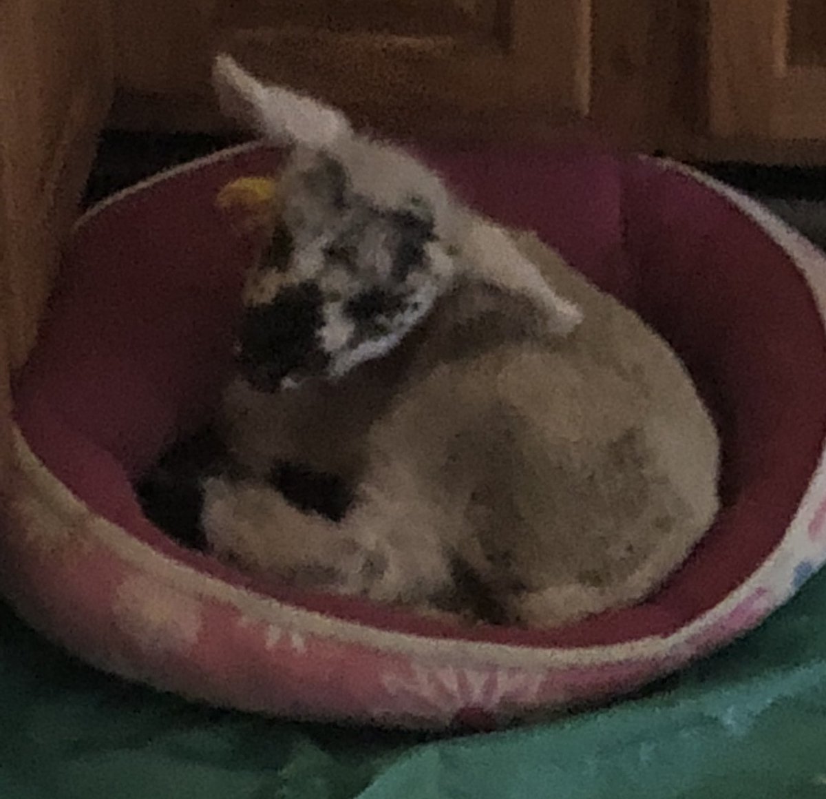 She hung out with me all day getting bottles every hour or two and joining me on video calls, which, let me tell you? BIG hit with the office. For scale, she’s in a cat bed.