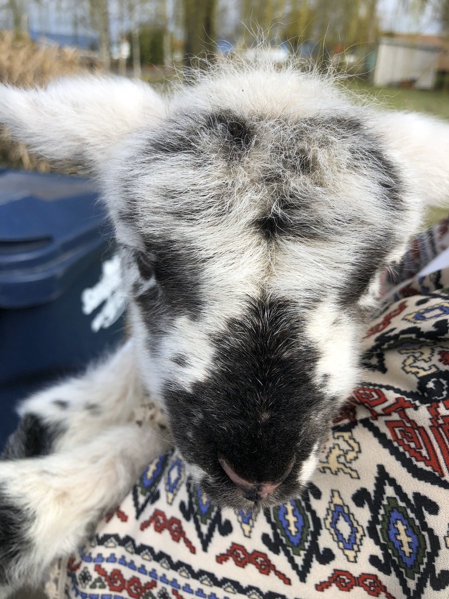 I worked from home (on purpose, before all this) so I took day shift. Neighbor took night shift. This is when I met her, just after her very first meal!