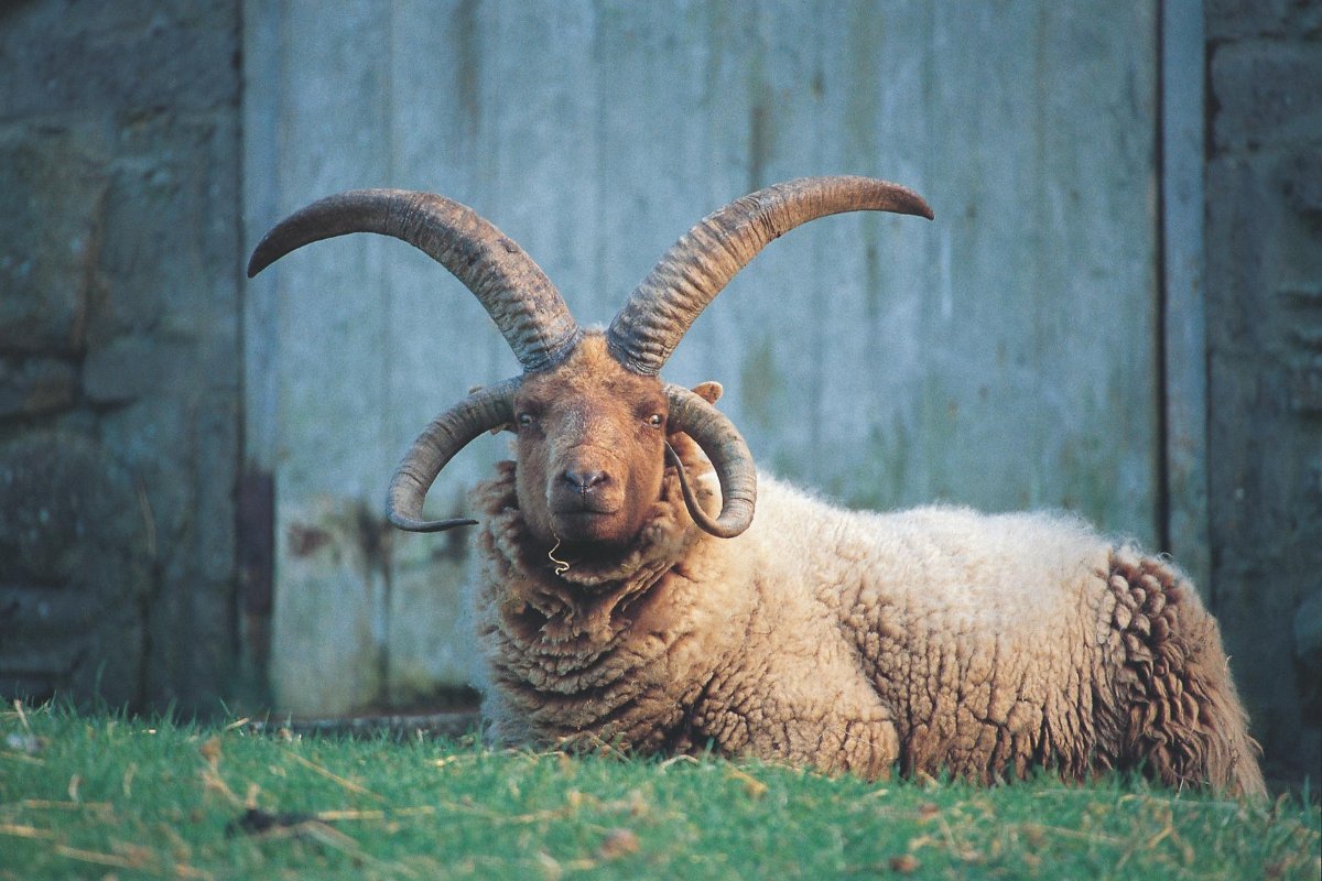 locateiom's tweet image. The Isle of Man manages to be picturesque at every angle, and to celebrate #WorldPhotographyDay2020 we have collated four of our favourite photos of our beautiful Island (and beautiful residents!) 
❤️ 🇮🇲 ❤️

Show us your favourites! 📸

#IsleofMan #LoveIOM