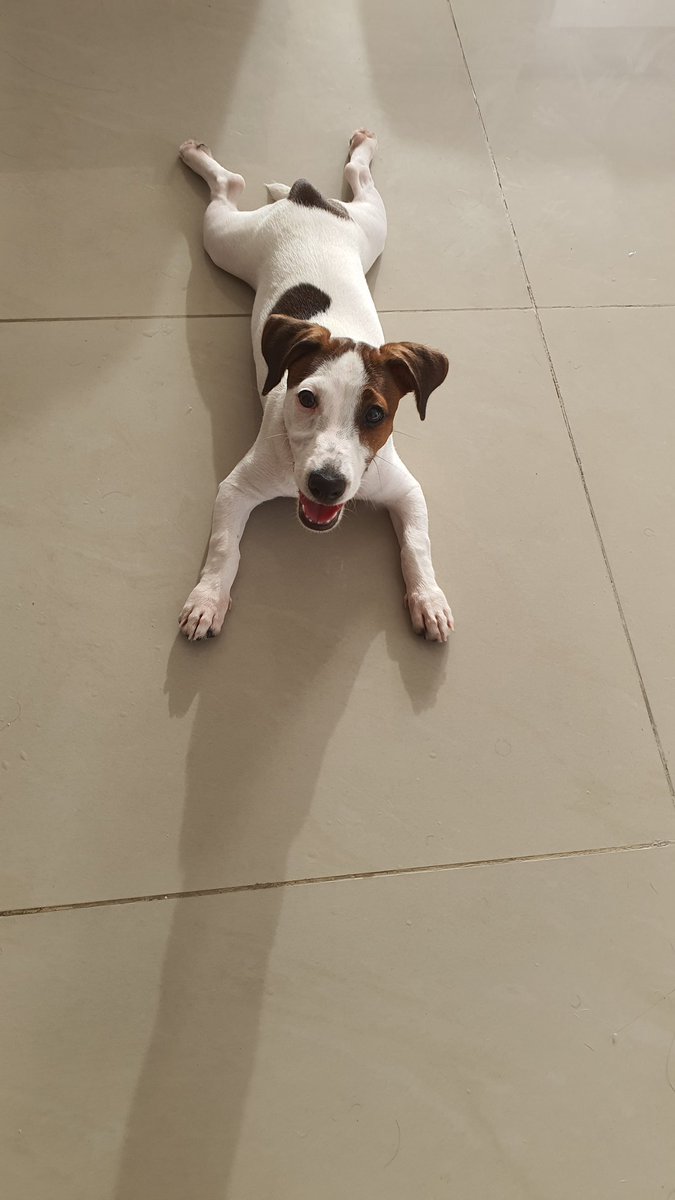 RELMETAL's tweet photo. @anagalonsog El pequeño Bruce https://t.co/XVrqglJBDj