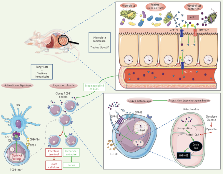 ms_MedSci's tweet photo. « Le microbiote : promoteur de la différenciation des lymphocytes T CD8 mémoires » https://t.co/el0KH4pYJH Article #freeaccess de Anthony Mainguy, Clara-Eva Paquereau, Paul Stys et Signe Hässler @Sorbonne_Univ_ Partenariat m/s - Écoles doctorales – Masters https://t.co/Ih32ygdJ1I
