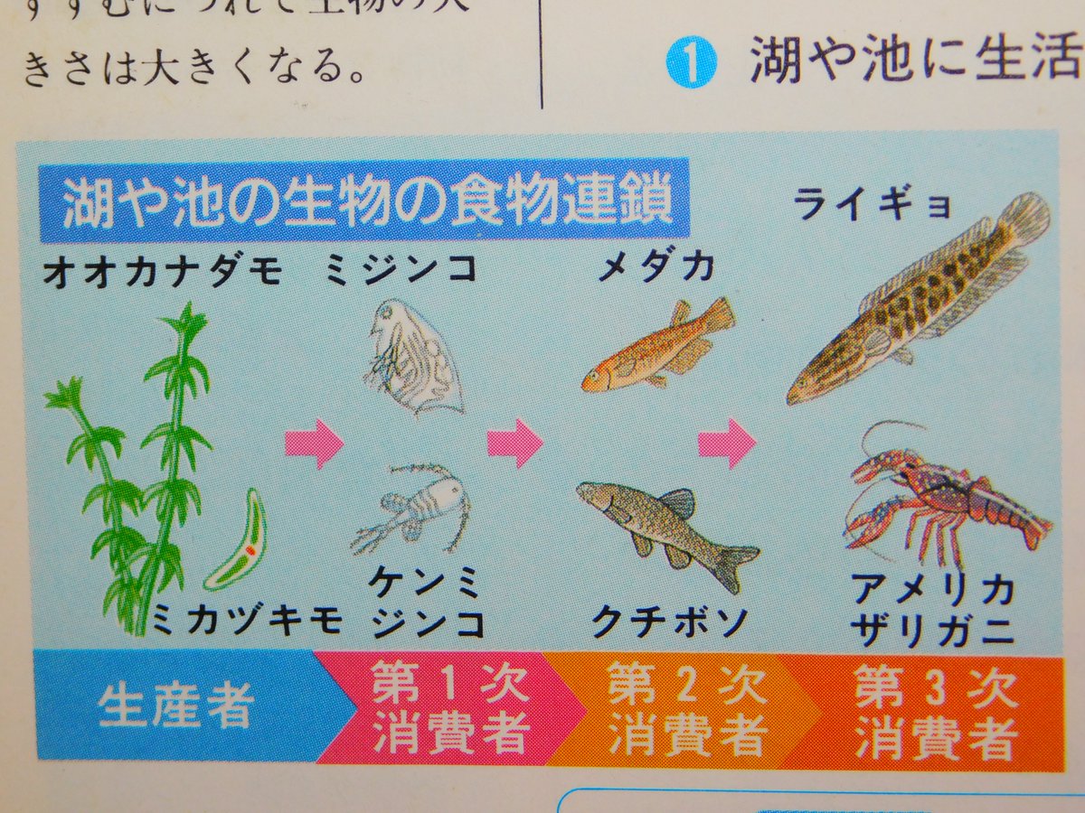 Kiyoさん 生き物どうしは食べたり食べられたりして鎖 くさり のような繋がりのなかで生きています これを食物 連鎖 しょくもつれんさ と言います 絵は淡水の食物連鎖を簡単に表しています 基本右にいくほど大型で強い捕食動物です ライギョが釣れた Kiyoさん 生き物どうしは食べたり食べられたりして鎖 くさり のような繋がりのなかで生きています これを食物 連鎖 しょくもつれんさ と言います 絵は淡水の食物連鎖を簡単に表しています 基本右にいくほど大型で強い捕食動物です ライギョが釣れた