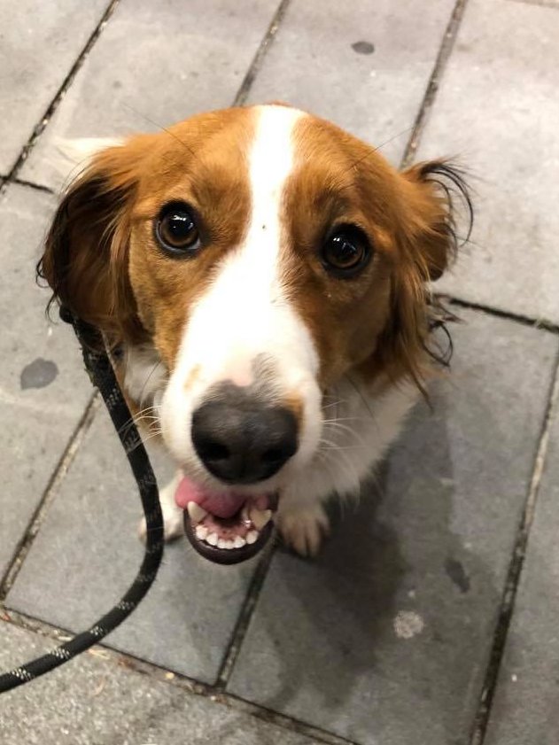 tamtamtech's tweet photo. Envoie moi des os ou des croquettes (de marques)... ou un canard en plastique (jaune!) #HYPNOSE #kooiker #kooikerhondje #kooikerhundje #dog #thuin https://t.co/t1KvOGJEqf
