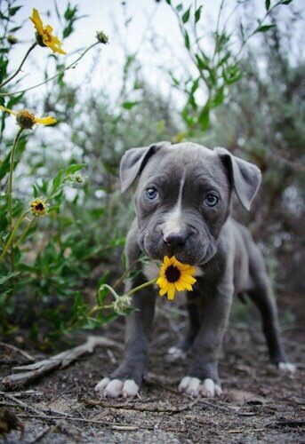 🌻#bluenosepitbull🌻 💙