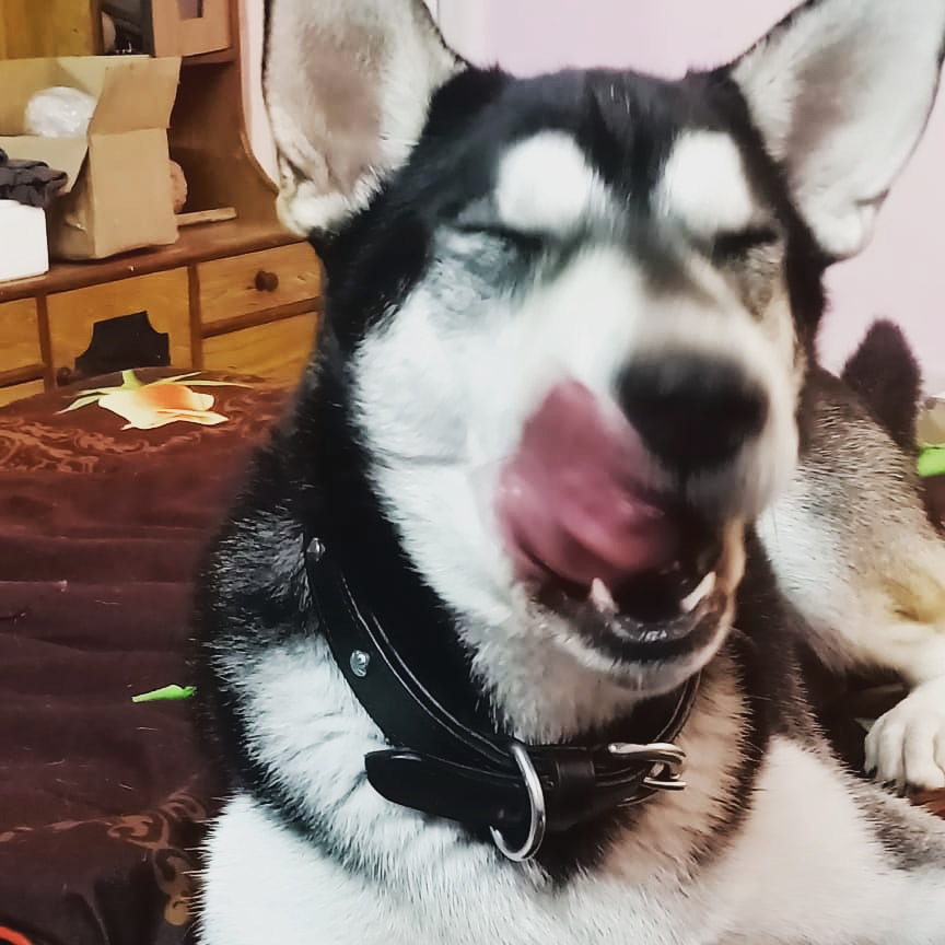 TheDogMother_'s tweet photo. Every snack you make, every meal you bake, every bite you take…I’ll be watching you😜😂🤣🙈
#alwaysadopt #crazyisback
#stolethefoodlook #christietheshepsky ❤
#dogsofinstagram #shepsky https://t.co/ianjw0r1pW