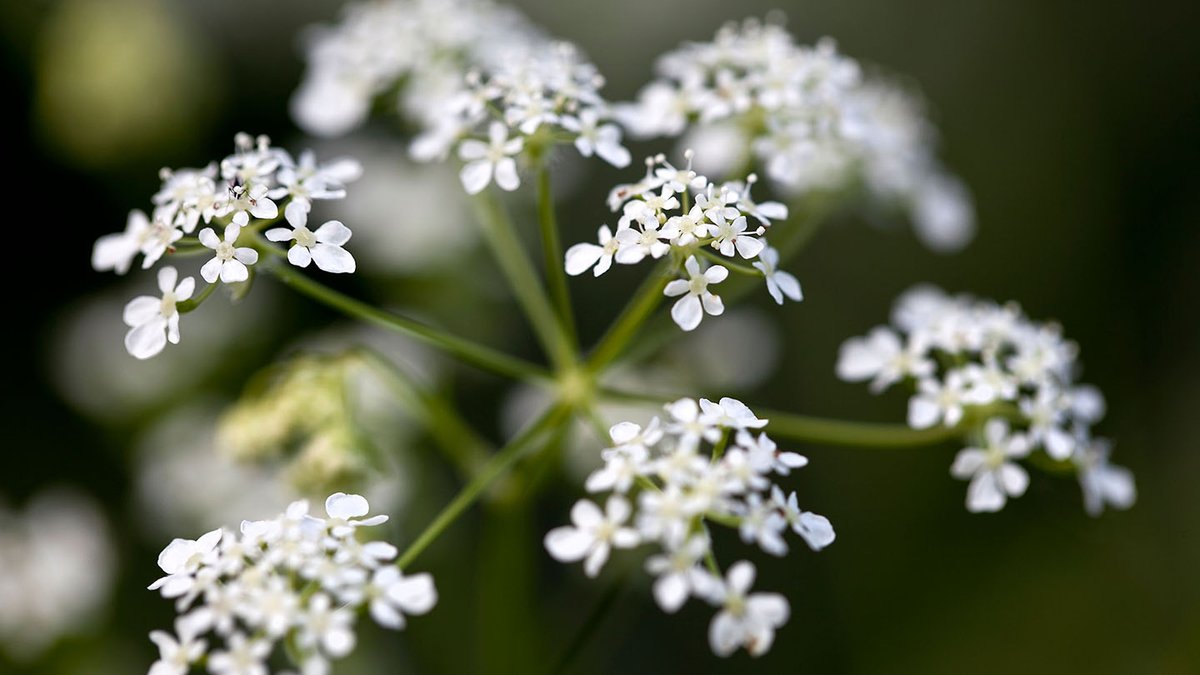 Cow parsley is often called Devil’s parsley; its close resemblance to hemlock, may have some bearing. cow parsley has the reputation of “breaking your mother’s heart”. This adage is said to have come about because the tiny white blossoms drop quickly

#plantlore #nature #wicca