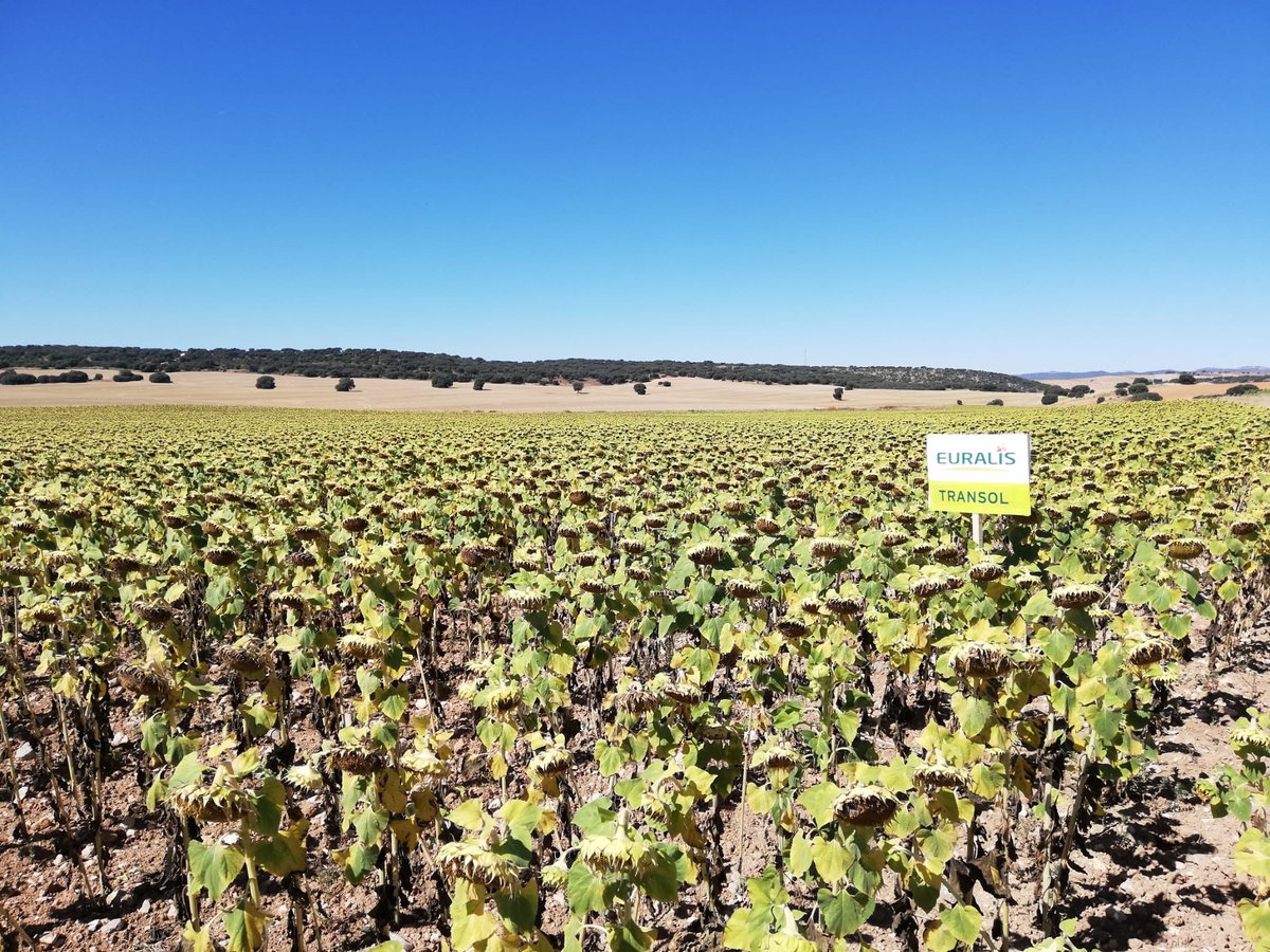 cecosasl's tweet photo. #Girasol #Bomba 🌻 y #Girasol #Transol 🌻 en #VillarejodeFuentes #Cuenca El presente y el futuro 🌻🌻🌻 @cecosasl @EuralisSemillas @elcampoCMM https://t.co/k1VCyUpnRE