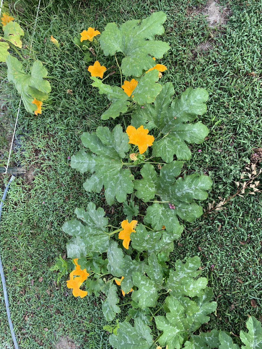 Business is *bloomin and bugs are a pain in the ass to keep off of pumpkin plants