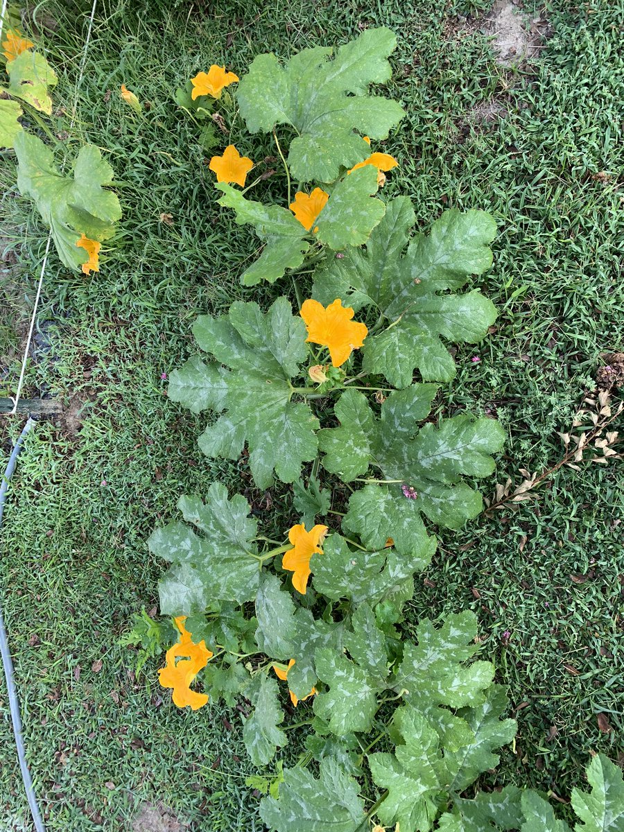 Business is *bloomin and bugs are a pain in the ass to keep off of pumpkin plants