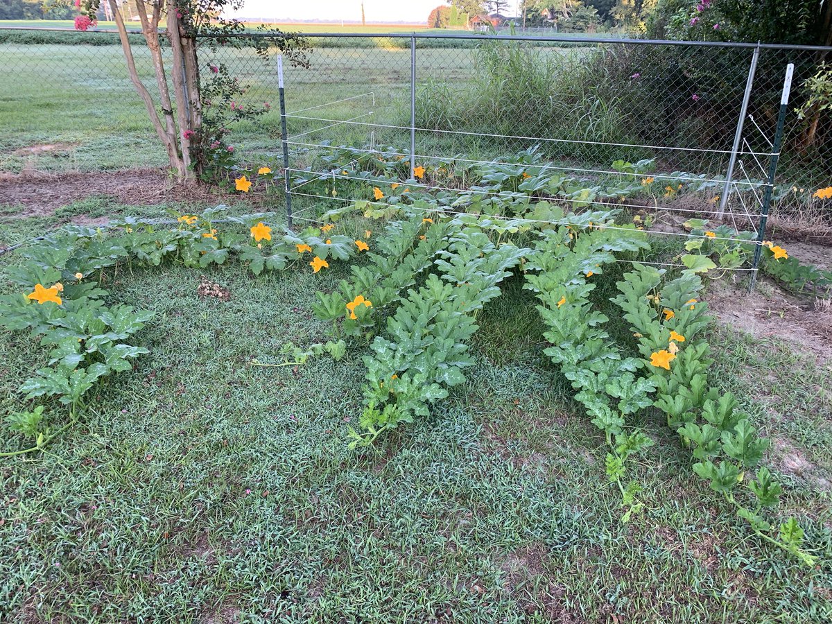 Business is *bloomin and bugs are a pain in the ass to keep off of pumpkin plants