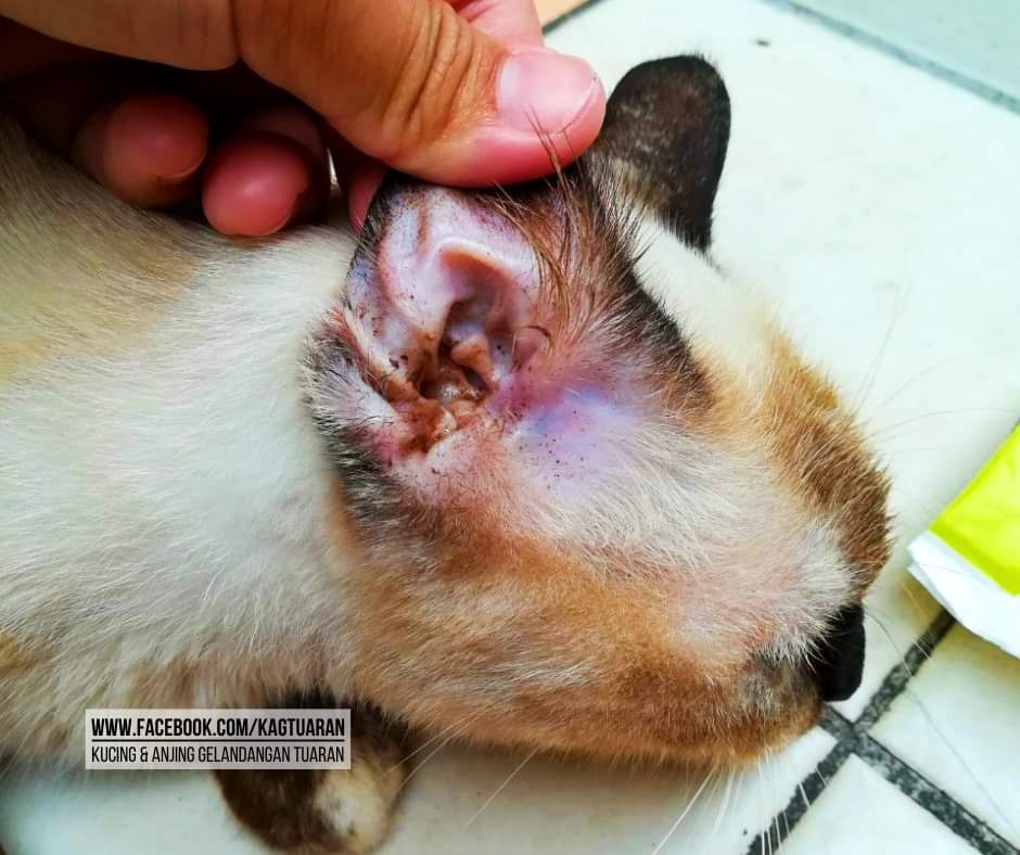 Kagtuaran On Twitter Pada Hujung Minggu Lepas Kagt Mulakan Operasi Memberi Makan Ubat Cacing Dan Membersihkan Telinga Kucing Gelandangan Di Pekan Tuaran Buat Masa Ini Kami Tidak Dapat Mengubati Anjing Kerana Terlalu