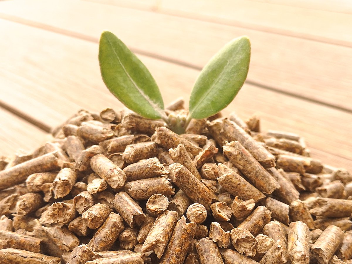 Los #pellets aportan un gran #podercalorífico 🔥produciendo muy poco residuo.
Además,el CO2 que se emite durante su combustión es equivalente al que ya ha capturado el árbol🌲durante su crecimiento, generándose un balance de #CO2 neutral que no contribuye al #efectoinvernadero 🌎