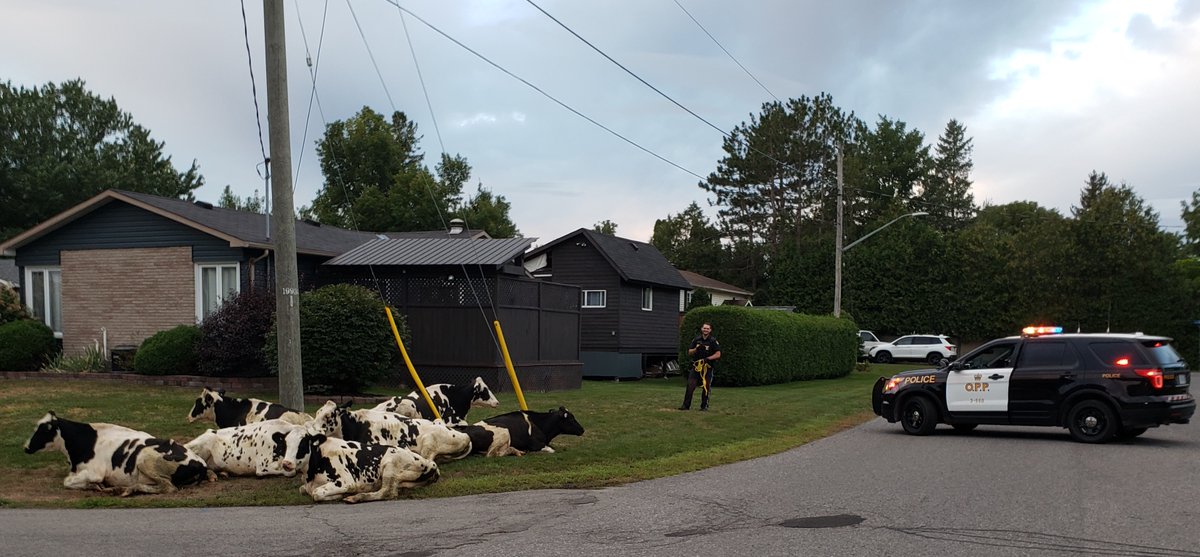 OPP_ER's tweet image. An early morning traffic hazard you won't see in the city!  These #cows ran away from home, but decided to take a rest in a residential area in the Village of Russell this morning. Officers kept an eye on them until the farmer could come and round them up. #animal #ottnews ^bd