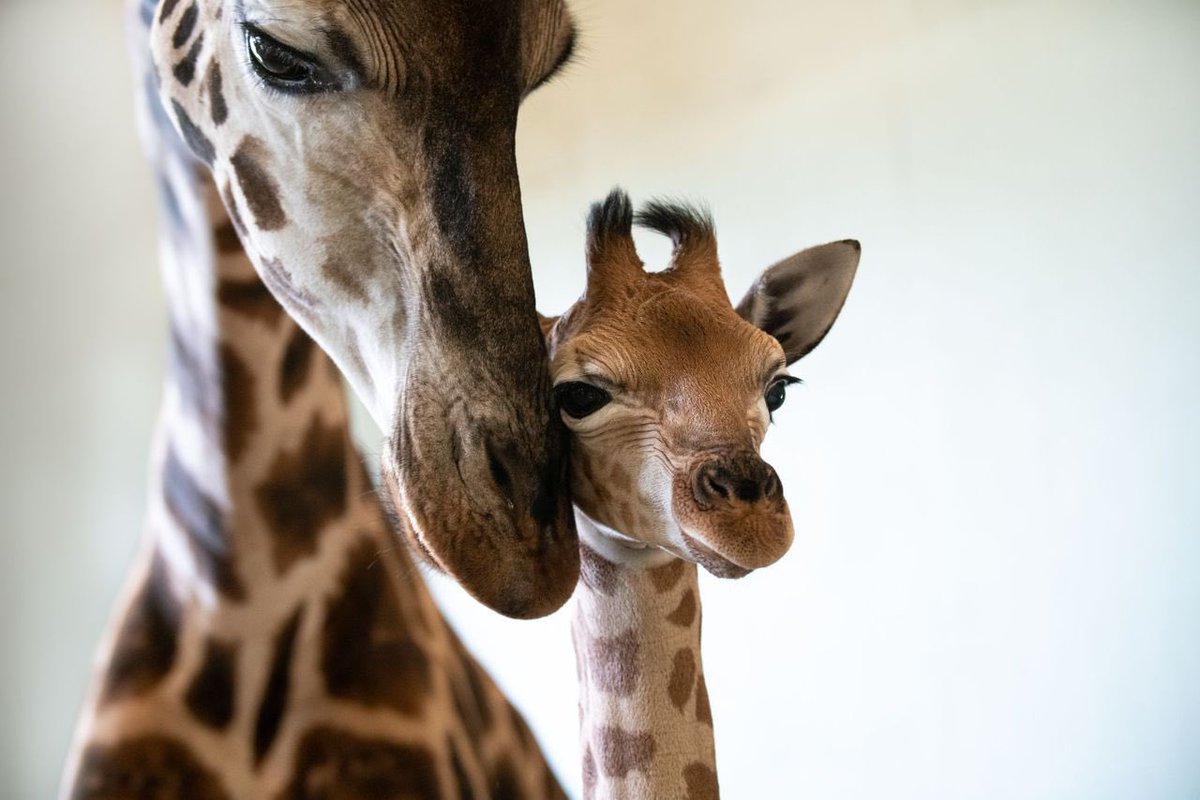 TopNewsFamily's tweet photo. 🥁🍃🦒🦒
#HAPPYNEWS
¡Han nacido dos #jirafas!
"¡Estamos muy emocionados de anunciar a los nuevos miembros de nuestra familia: Tallbert & Hunter! Tanto los terneros como sus madres son hermosos, felices y están saludables", @AustraliaZoo.
#TopAnimals #news https://t.co/gTTLWrIT36