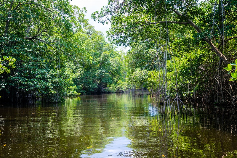 The Taíno people named the island 'Xaymaca' meaning "land of wood and water", Taínos were very skilled at fishing, agriculture, hunting and making canoes among other things.