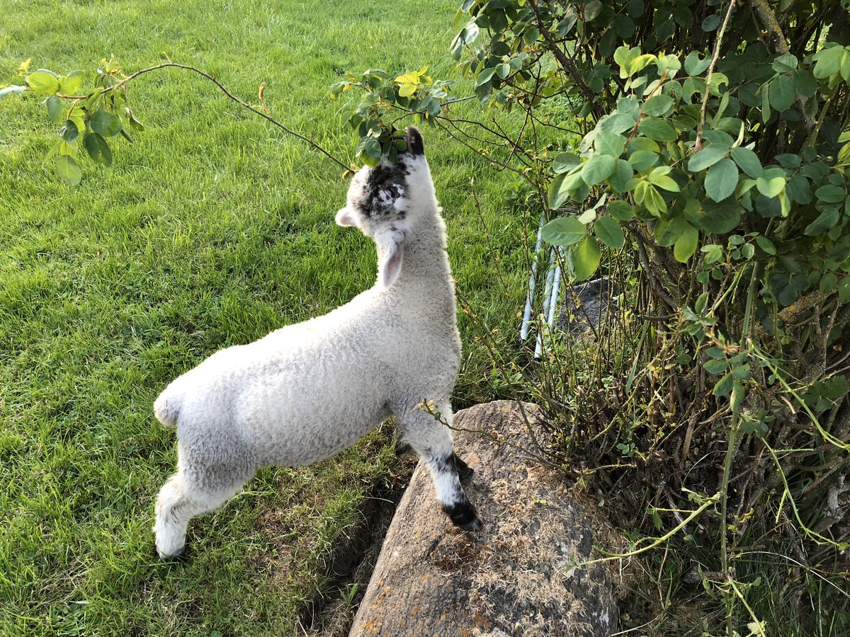 Basically she ate the whole yard as high up as she could reach. Blackberries, snowberries, roses, the plum tree, I got two strawberries out of the bed this year, she ate everything. Also? As a teen? Poppies. I finally pulled them up because I was worried she had a drug problem.