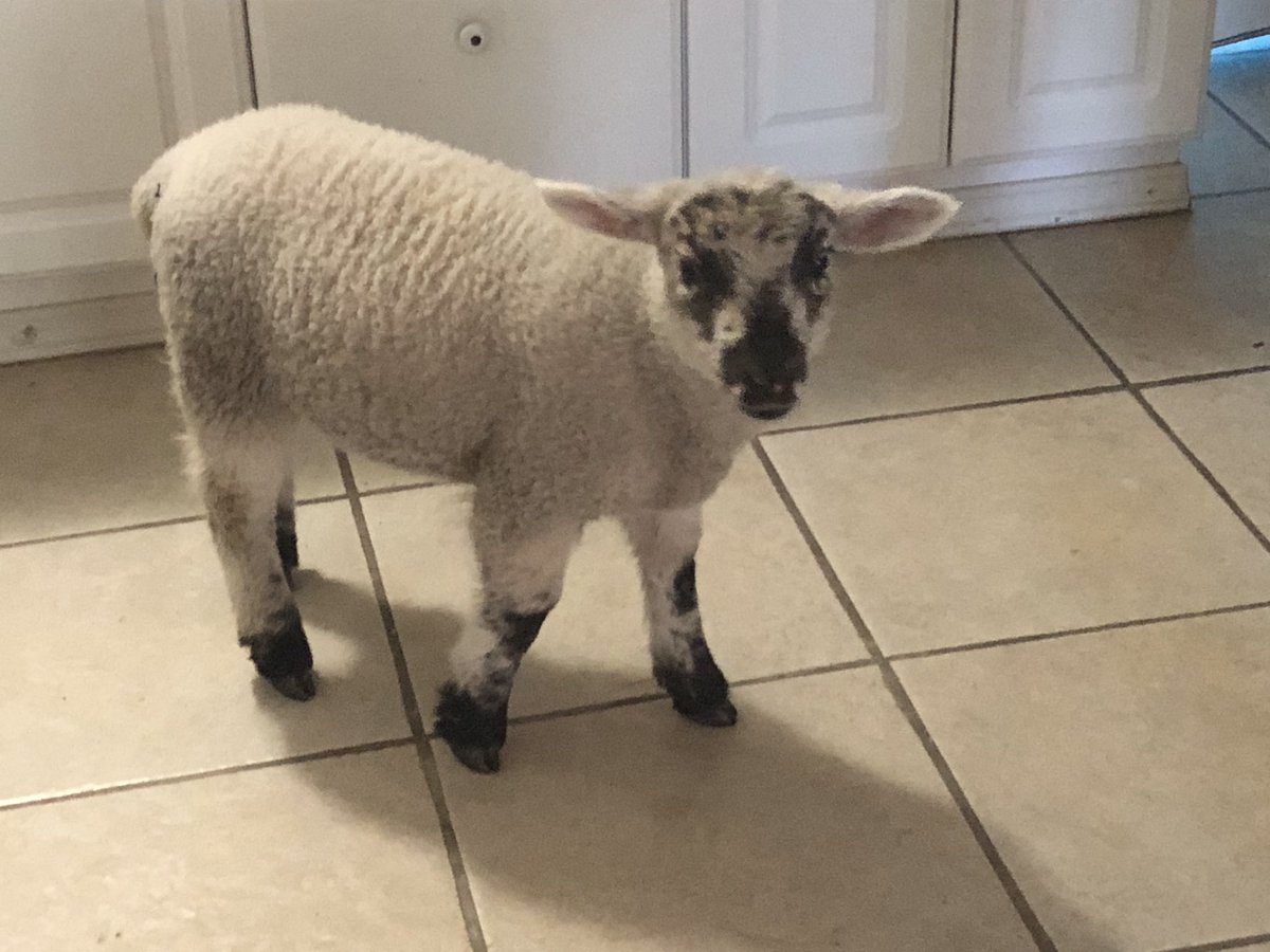 So this has been the tale of how I had a whole nearly-grown sheep living in the house getting baths and blow dried and brushed and belly rubs until she outgrew apartment life and didn’t need bottle feeding anymore.