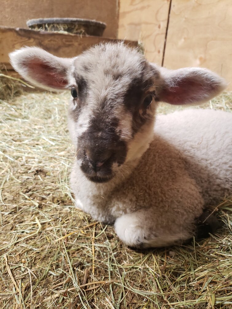 She has her own little barn now at a little homestead where I visit her and her new goat buddies and brand new step-sheep whenever I can. She still prefers cats to other sheeps but her best friend is an 18 month old boy who she lets hug and climb on her for hours 