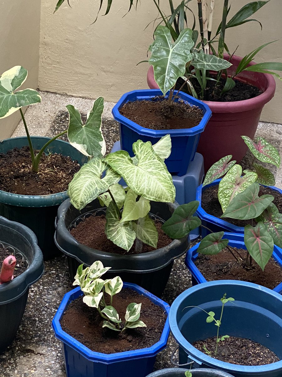 ojhuerto's tweet photo. Great way to remove stress is chill with my plants and calisthenics workout.
#calisthenics #kalistenixtv #COVID19 #2020Vision #alwaysbehumble #fitnessmotivation #CoffeeLover https://t.co/RGiSlrRNld