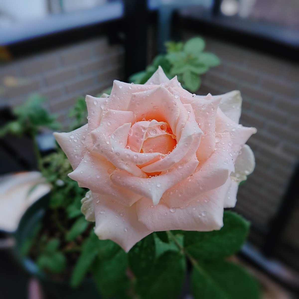 るびぃ オベリスク仕立てを目指しているつるバラのシンデレラ どんどんつるが伸びて私の身長より高くなってしまったので ガーデニング用の踏み台を買いましたわまじで るびガーデン るびぃ オベリスク仕立てを目指しているつるバラのシンデレラ どんどんつるが伸びて私の身長より高くなってしまったので ガーデニング用の踏み台を買いましたわまじで るびガーデン