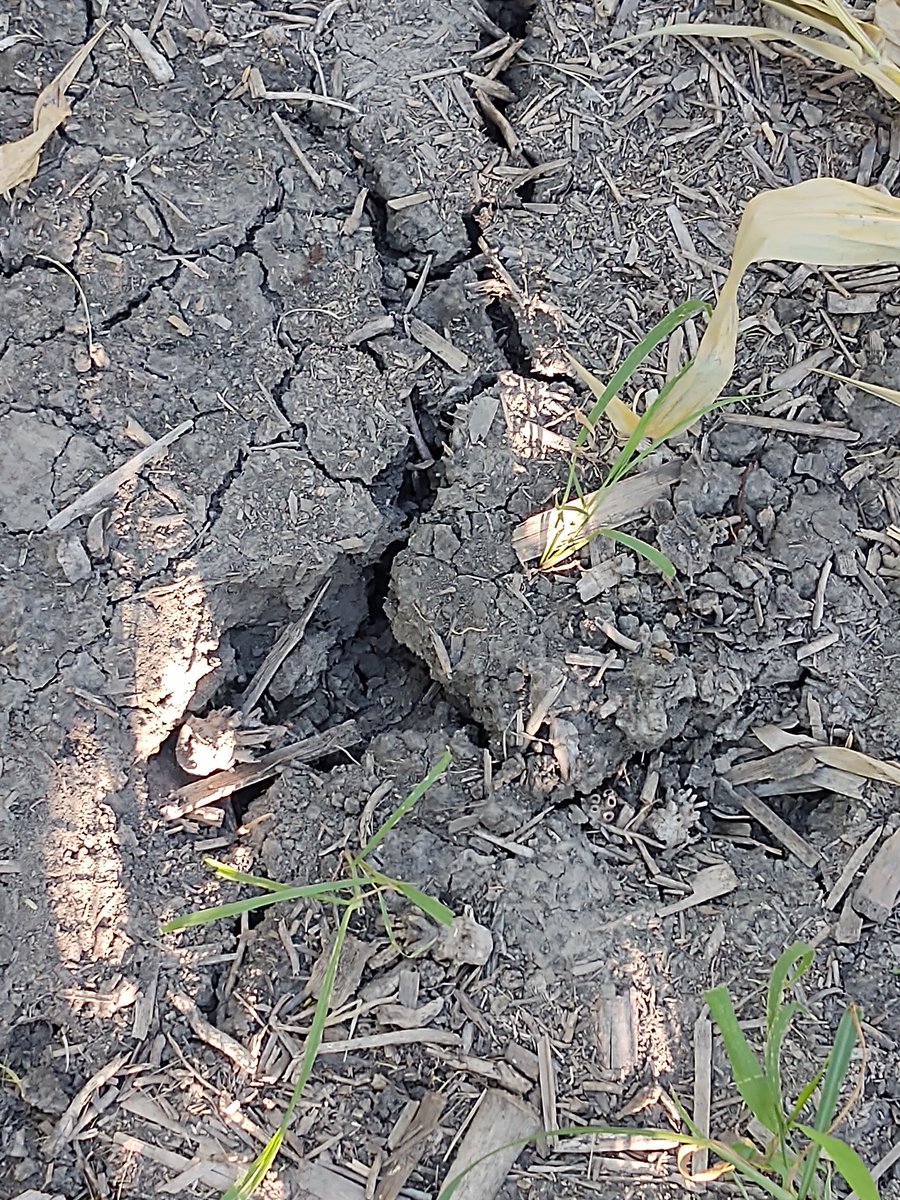 brent8320r's tweet image. #pftour20   First stop Harrison County Western Iowa.  Corn yield 158.15.  Large cracks in the ground from lack of moisture.