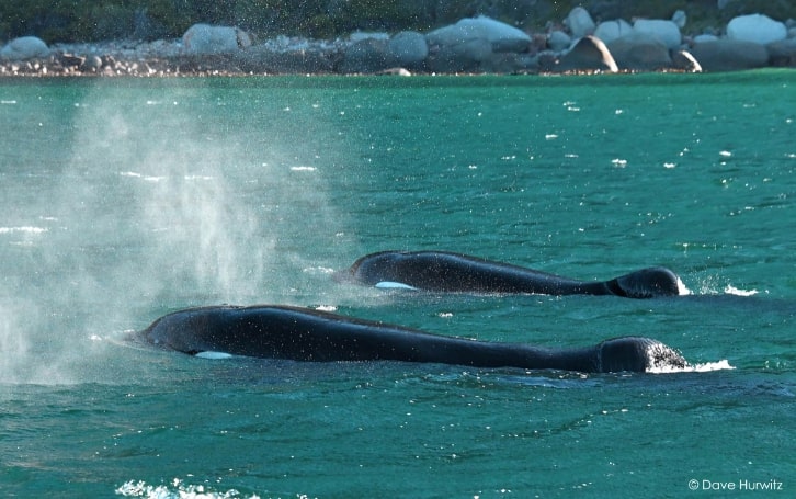 PICTURES: Port and Starboard are regular visitors to South Africa's coast. We spoke to whale experts Simon's Town Boat Company about the two much-loved killer whales. 
 bit.ly/34cyR5B