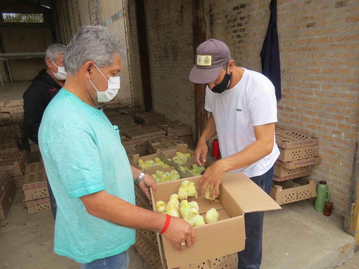 ebypy's tweet photo. Un total de 575 familias de Villa Florida, Misiones, son beneficiadas con la distribución de pollitos e insumos dentro del proyecto de cría de aves. La ayuda, corresponde a un aporte de la EBY, en coordinación con la Municipalidad local.
https://t.co/JyH3ACs5xP https://t.co/ZvxqyqJFsQ