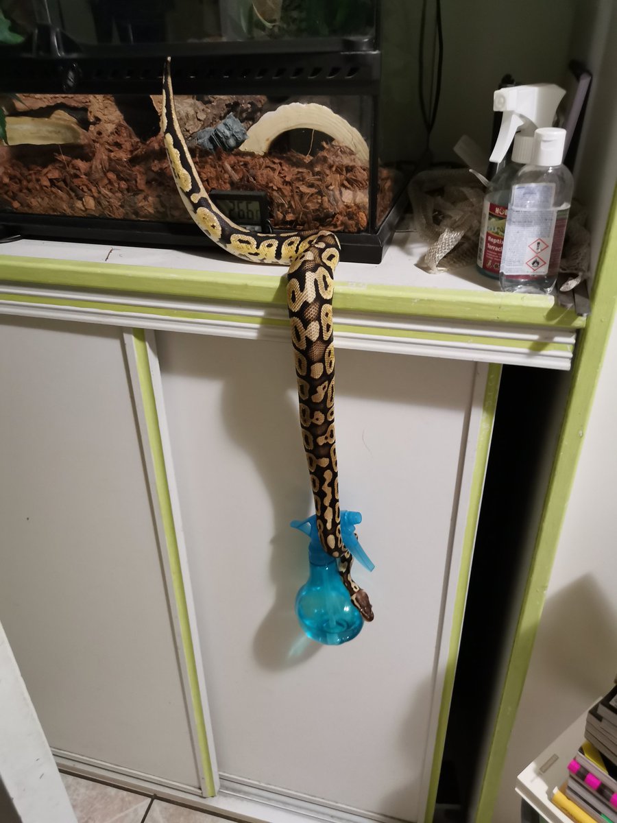 kiro77123's tweet photo. My snake is just.... Well.... It's my snake.... I have no explanations for what she's doing right now... Like.. Put this bottle Nïe please...
#snakes #ballpython #petsnake #mysnake #petreptile #terrarium https://t.co/JQCkmbit6Q