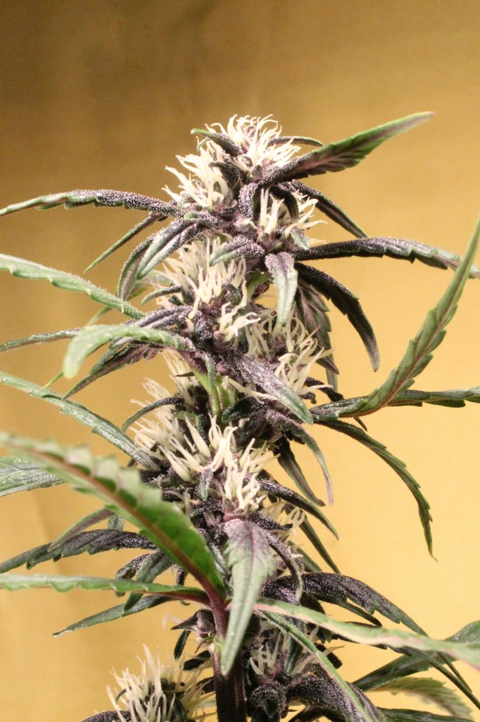 Greenseedtests's tweet photo. #Red_Poison_Auto de @sweetseeds_es planta XL sin duda, una dominante indica de la #Red_Family que ya empieza a mostrar su característico morado, le quedan prácticamente un mes y esta llena de flores por todas partes, con esta yo creo que triunfo! https://t.co/GO10FIg5f4
