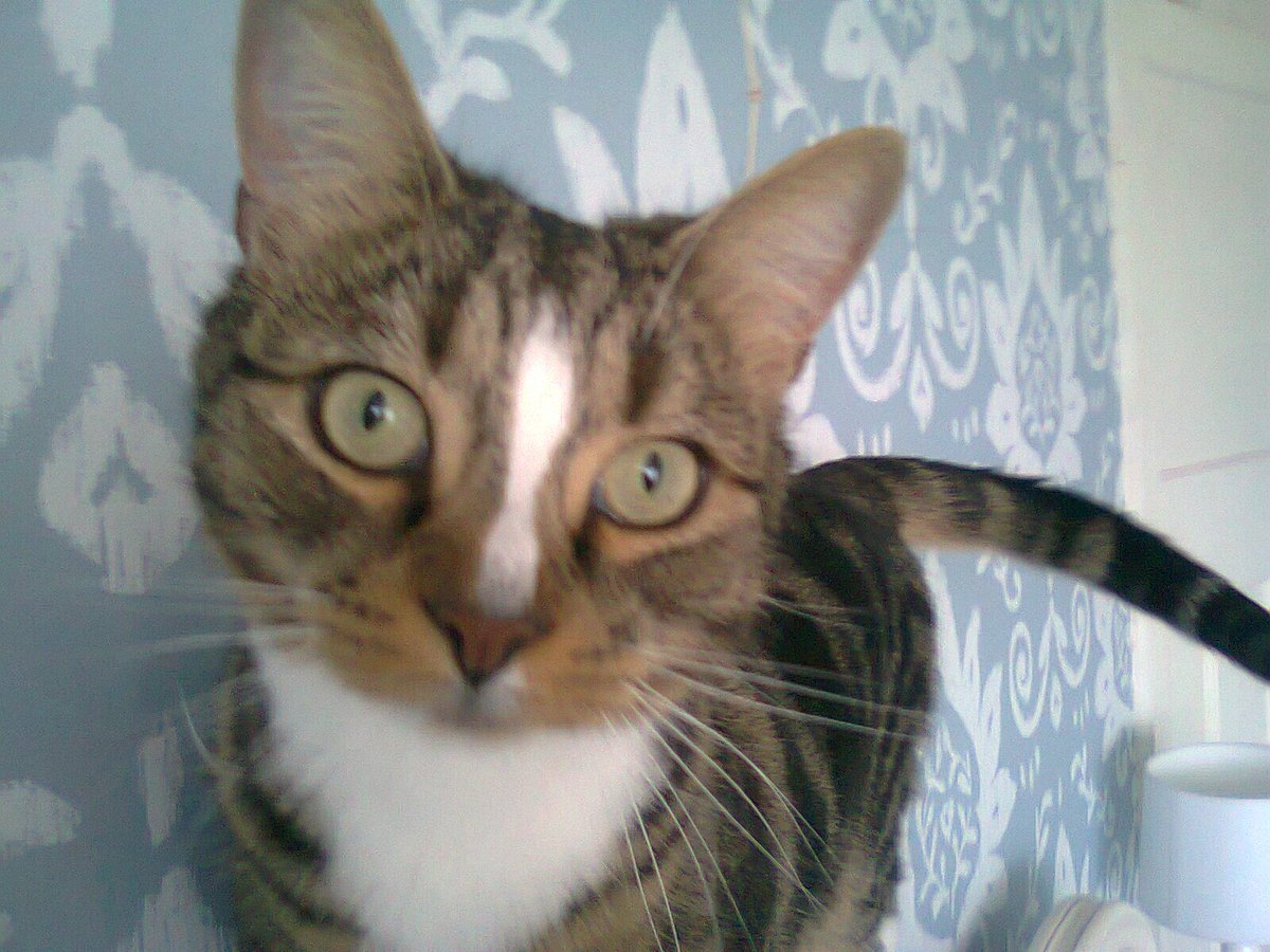 mags_sharp's tweet image. My lovely Benny @SusanCalman