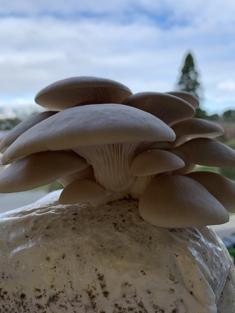 Growing mushrooms at home has been such a rewarding experience 🍄
