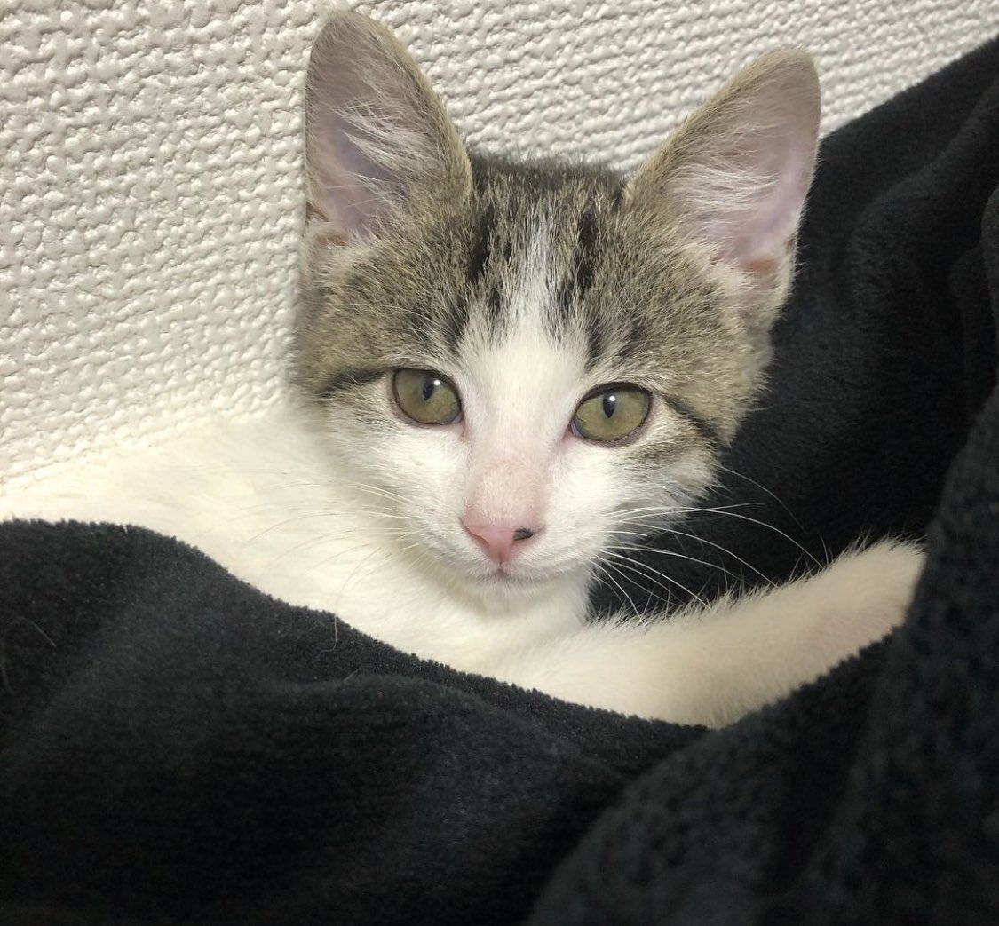 moeminipp's tweet photo. 皆様拡散して頂けると嬉しいです。
17日夕方に生後5ヶ月くらいの
ねこちゃんが迷子になりました😢

わたくしが、保護して
里親に出した猫ちゃんです。
必ず里親さんの元に、
帰ってきてほしいので、
何かお心あたりのある方は
ご連絡頂けると嬉しいです。

#岡山　#保護猫　#迷子猫 #拡散希望 https://t.co/hFVQktgYxg