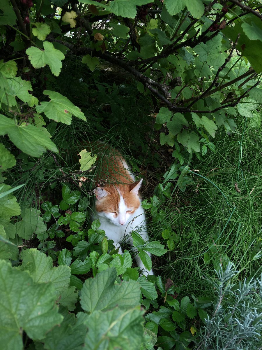 Vicpurrr's tweet photo. Camouflage on point https://t.co/sbw1uH5yZW