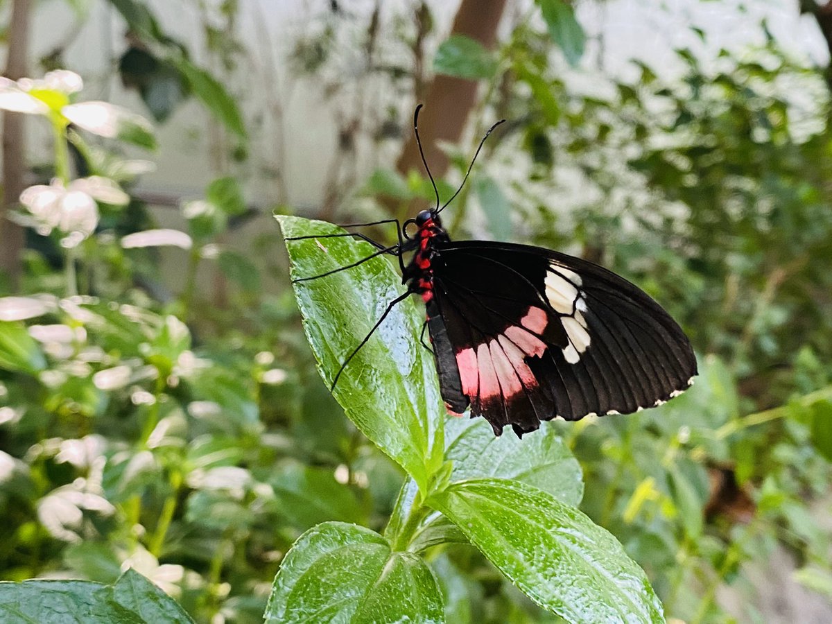 devmitchel's tweet photo. @burgerszoo #vlindertuin #burgerszoo https://t.co/MH9w9s55B7