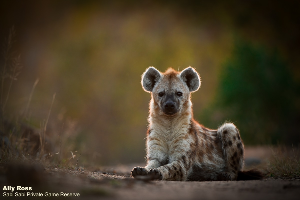 Sabi Sabi tweet media