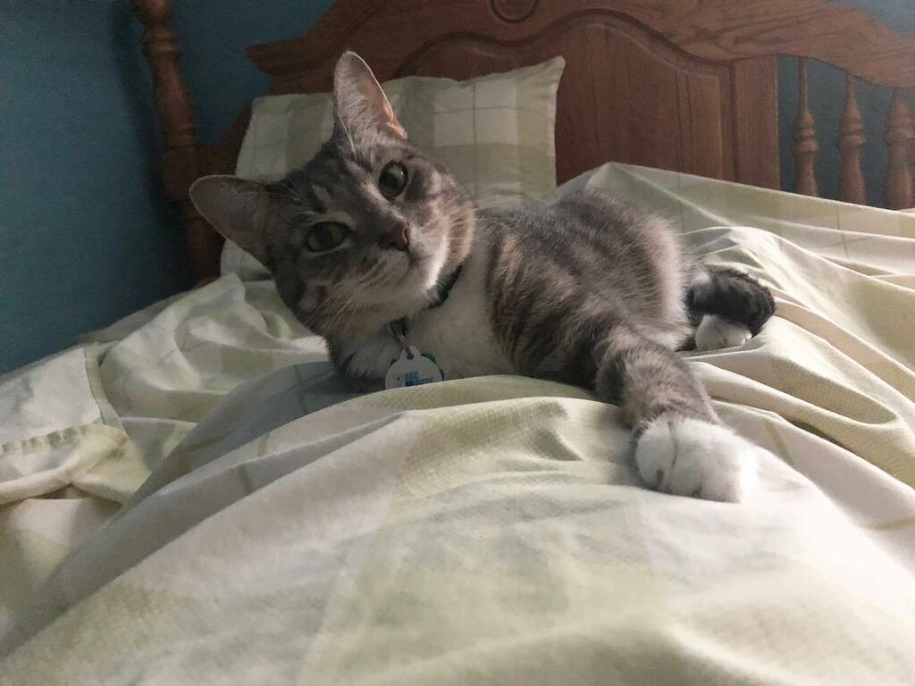 GailMercherson's tweet photo. #Gigi ...”Good morning everybody! 👋🏾 Ooo it’s Wednesday, that’s the middle of the work week so it’s 🗣#HumpDay folks! 🤣 Get up my #sweet #peeps and enjoy this #beautiful day. Uh, get up #Gail don’t be trying to go back to sleep.” 😉
#Wednesday #HumpD… https://t.co/tzn2nhQ10D https://t.co/y8EUTgx7Mp