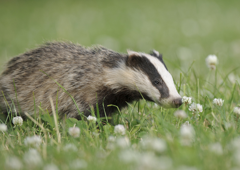 Our badgers need YOU!  Join over 6,600 supporters and sign our petition to stop the cull coming to Derbyshire.  Learn more and save our local badgers now 👉 bit.ly/3aPOXDP

(C) Andrew Mason