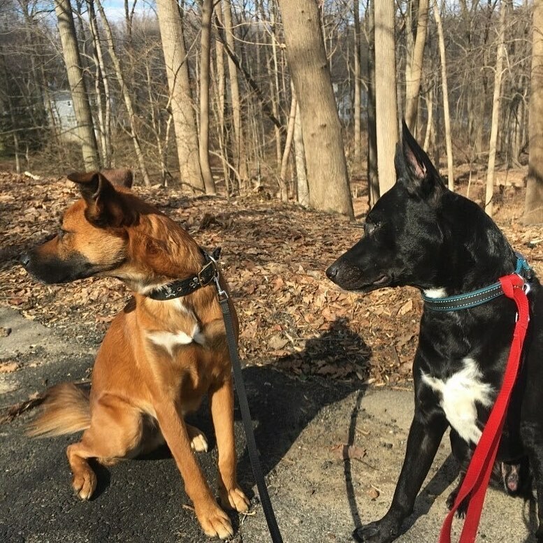 Bing Bong and his pal Bandit wish you a happy Wednesday! instagr.am/p/CEErVLrjfD6/