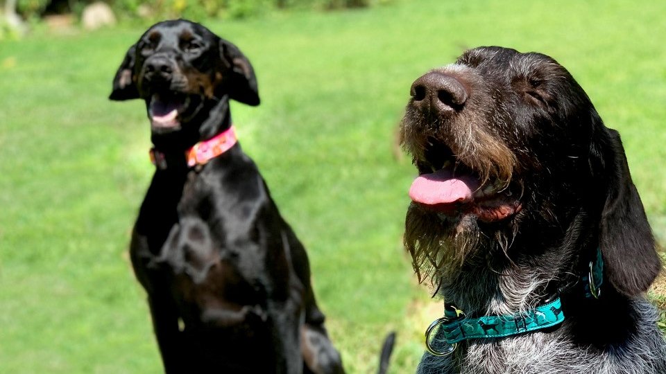 theblackdog71's tweet photo. That new collar feeling...
🐾
🐾
🐾
Shop all new dog collars and matching leashes today
->https://t.co/Zuj3WcQq5X #theblackdog #newcollars #newleashes #doggear https://t.co/O4Yh2PGixR