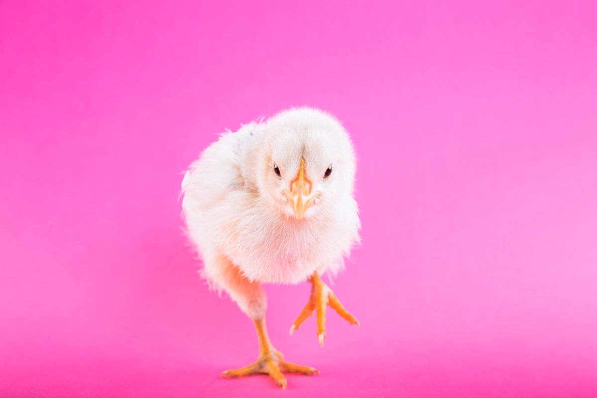 What came first, the caption or the pic?

(get it?)🐣

A lot of people will spend more time finding the perfect picture than writing a value-packed caption, but while your pic might catch the eye and stop the 'scroll, it's your caption that keeps your audience around.